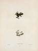 Cystignathus nigritus - John Edwards Holbrook — vista de la obra