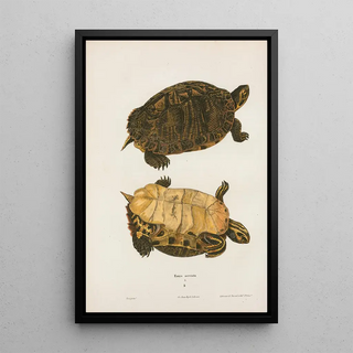 John Edwards Holbrook - Emys picta.webp