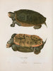 Tortue Emys - John Edwards Holbrook — artwork view