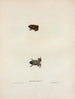 Engystoma carolinense - John Edwards Holbrook — vista de la obra