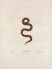 Helicops abacurus - John Edwards Holbrook — vista de la obra