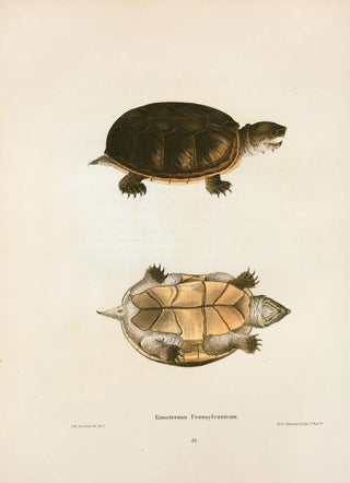 John Edwards Holbrook - Kinosternon Pennsylvanicum.webp