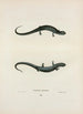 Salamandre granulosa - John Edwards Holbrook — vista de la obra
