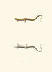 Line-Mid Salamander Painting - John Edwards Holbrook — artwork view