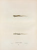 Salamandra de cuatro dedos - John Edwards Holbrook — vista de la obra