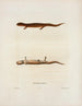 Salamandre salmonada - John Edwards Holbrook — vista de la obra