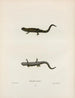 Salamandre venimeuse - John Edwards Holbrook — artwork view