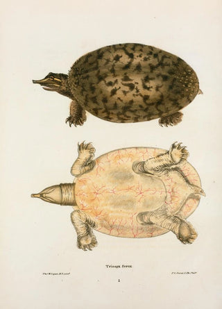 John Edwards Holbrook - Trionyx ferox.webp
