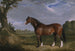 Un semental Clydesdale - John Frederick Herring el Viejo — vista de la obra