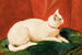 A white cat - John Frederick Herring the Elder — artwork view