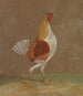 Coqs de combate: un gallo de combate con pecho pálido mirando hacia la derecha - John Frederick Herring el Viejo — vista de la obra