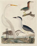Green Heron, Black-crowned Night Heron, juvenile heron, and great white heron - John G. Warnicke — artwork view