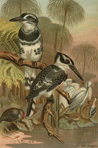John George Wood - Black and White Kingfisher.webp