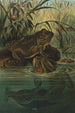 Frog-Bull - John George Wood — artwork view