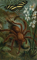 Crab Spider or Matoudou - John George Wood — artwork view
