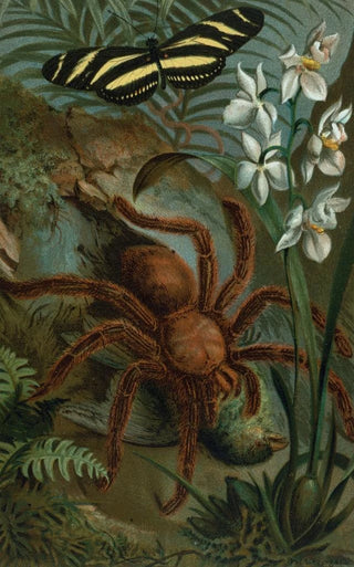 John George Wood - CrabSpider or Matoudou.webp