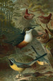Cincle, bergeronnettes et troglodytes - John George Wood — artwork view