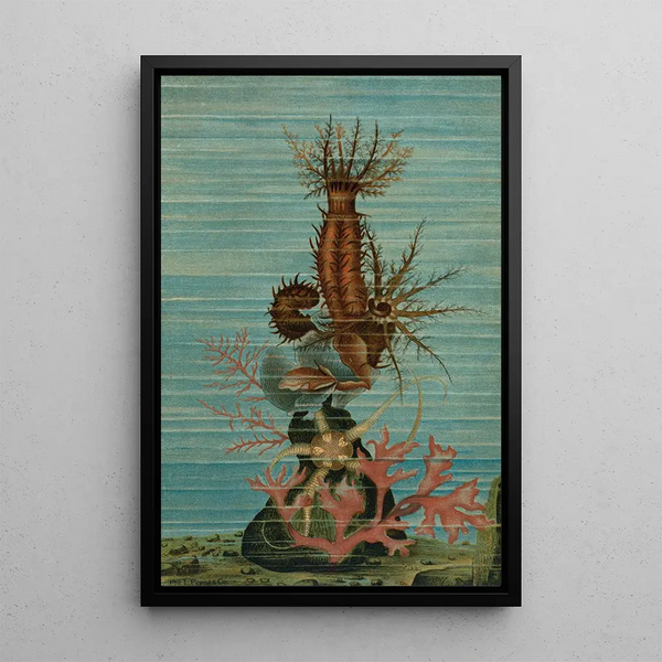 John George Wood - Holothurians and Sea Star.webp