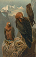 Gypaète barbu - John George Wood — artwork view
