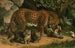 Leopardo - John George Wood — vista de la obra