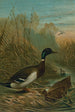 de pato colvert - John George Wood — vista de la obra