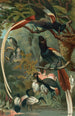 Tchitrec de paradis - John George Wood — vista de la obra
