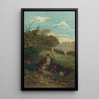 John George Wood - Partridge.webp