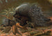 Porc-épic - John George Wood — vista de la obra