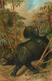 Rhinocéros - John George Wood — artwork view