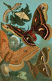 Ver a seda y mariposas - John George Wood — vista de la obra