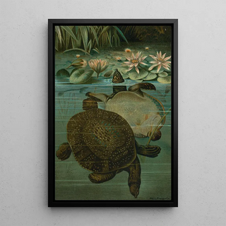 John George Wood - Soft Turtles.webp