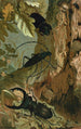 Lucane et longicorne - John George Wood — artwork view