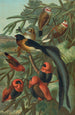 Tisserins - John George Wood — vista de la obra