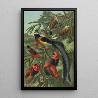 John George Wood - Weaver Birds.webp