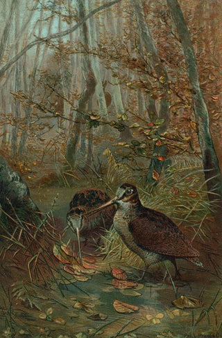 John George Wood - Woodcock.webp