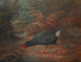 Un moho takahe Notornis mantelli - John Gerrard Keulemans — artwork view