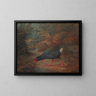 John Gerrard Keulemans - A moho takahe Notornis mantelli.webp