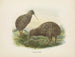 Apteryx oweni - John Gerrard Keulemans — vista de la obra