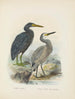Ardea sacra and Ardea hollandiae - John Gerrard Keulemans — artwork view