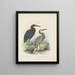 Ardea sacra and Ardea hollandiae - John Gerrard Keulemans — framed artwork on a wall