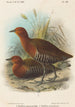Birds of the Philippines - John Gerrard Keulemans — artwork view