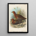 Birds of the Philippines - John Gerrard Keulemans — framed artwork on a wall