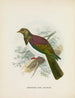 New Zealand Fruit-Dove - John Gerrard Keulemans — artwork view