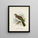 New Zealand Fruit-Dove - John Gerrard Keulemans — framed artwork on a wall