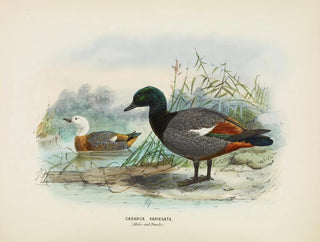 John Gerrard Keulemans - Casarca varigata Male and Female.webp