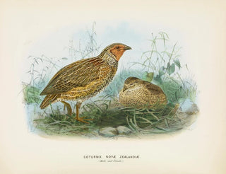 John Gerrard Keulemans - Coturnix novae zealandiae Male and Female.webp