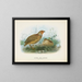Caille de Nueva Zelanda macho y hembra - John Gerrard Keulemans — cuadro enmarcado en la pared