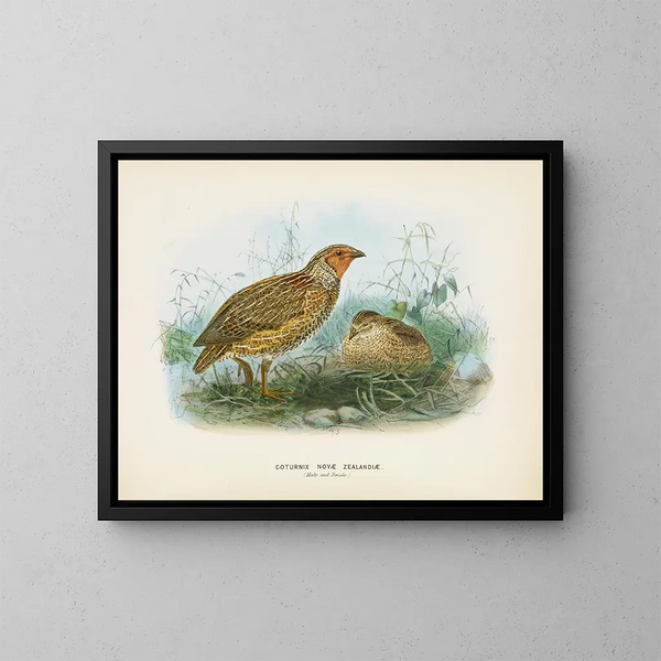 Quail of New Zealand male and female - John Gerrard Keulemans — framed artwork on a wall