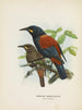 Creaciones carnuculatus - John Gerrard Keulemans — vista de la obra