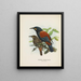 Creaciones carnuculatus - John Gerrard Keulemans — cuadro enmarcado en la pared